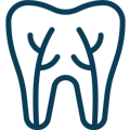 Tooth icon with visible root structure and pulp chamber, representing dental anatomy and oral health.